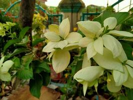 bianca nusa inda pianta o nel latino esso può essere chiamato mussenda philippica un ricco. foto