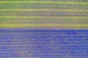 aereo Visualizza di lavanda e raccolto campo. superiore Visualizza foto