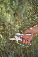 spoglio mano di irriconoscibile coltivatore è ritaglio verde thuja o ginepro con acuto potatura cesoie nel soleggiato parco. lavoratore paesaggio giardino. vicino su foto