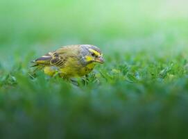 zigolo giallo uccello in piedi su verde erba nel il giardino con sfocato sfondo foto
