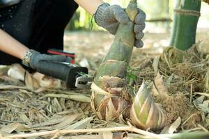 agricoltori mani siamo utilizzando un' motosega per raccogliere bambù germogli. foto