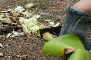 agricoltori uso coltelli per finemente chop Banana alberi. per essere Usato per rendere cibo per animali foto
