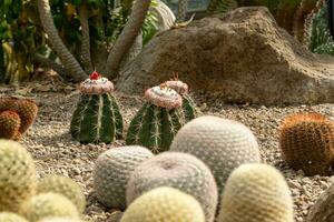 cactus giardino vario tipi di bellissimo cactus esotico cactus collezione. foto