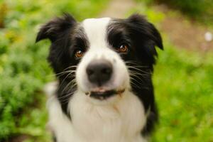 ritratto all'aperto di simpatico cucciolo sorridente border collie seduto sullo sfondo del parco. piccolo cane con faccia buffa nella soleggiata giornata estiva all'aperto. concetto di vita per animali domestici e animali divertenti. foto