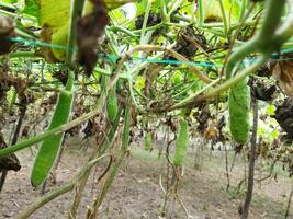 alcuni straordinario benefici di zucca.. pelle è stretto. dormire è profondo. controlli diabete. riduce il problema di stipsi. foto