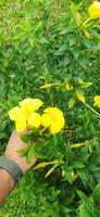 alkananda è un' bellissimo fiore, Questo fiore è incomparabile rispetto per il modulo, voi può pianta esso su il tuo tetto, giardino o abbandonato spazio nel il tuo Casa esso volontà rendere il tuo dintorni Di Più bellissimo foto