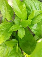 Immagine nel kantap bengalese. kantap bijakfig foglia è un' foresta erba. appena come fichi può essere cucinato e mangiato, il giovane le foglie di fichi può anche essere mangiato come un' verdura. foto