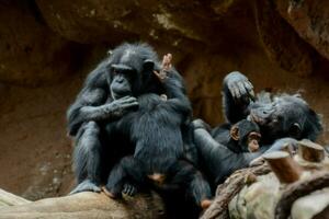 scimpanzé giocando con ogni altro nel loro allegato foto