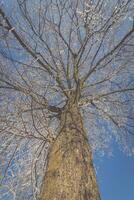 congelato albero su inverno campo e blu cielo foto