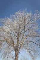 congelato albero su inverno campo e blu cielo foto