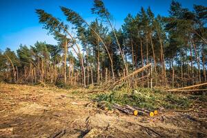 distrutto foresta come un effetto di forte tempesta foto