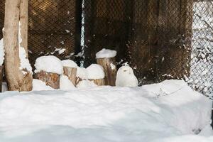 nevoso gufo o nictea scandinava a asahiyama zoo nel inverno stagione. punto di riferimento e popolare per turisti attrazioni nel asahikawa, hokkaido, Giappone. viaggio e vacanza concetto foto