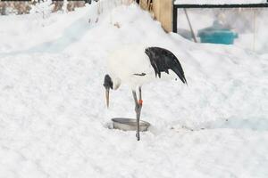 fenicottero a asahiyama zoo nel inverno stagione. punto di riferimento e popolare per turisti attrazioni nel asahikawa, hokkaido, Giappone. viaggio e vacanza concetto foto