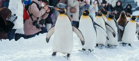 re pinguino parata a piedi su neve a asahiyama zoo nel inverno stagione. punto di riferimento e popolare per turisti attrazioni nel asahikawa, hokkaido, Giappone. viaggio e vacanza concetto foto