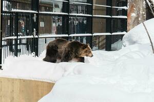 grizzly orso o ursus arctos yesoensis a asahiyama zoo nel inverno stagione. punto di riferimento e popolare per turisti attrazioni nel asahikawa, hokkaido, Giappone. viaggio e vacanza concetto foto