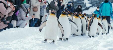 re pinguino parata a piedi su neve a asahiyama zoo nel inverno stagione. punto di riferimento e popolare per turisti attrazioni nel asahikawa, hokkaido, Giappone. viaggio e vacanza concetto foto