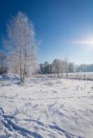 congelato albero su inverno campo e blu cielo foto