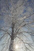 congelato albero su inverno campo e blu cielo foto