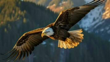 Calvo aquila nel volo al di sopra di il montagne. foto