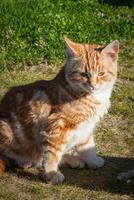 carino poco gatto su il erba foto