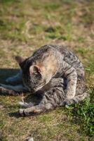 carino poco gatto su il erba foto