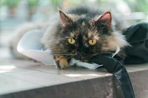 carino buio Marrone persiano gatto giocare e dire bugie su sedia, animale domestico e animale foto