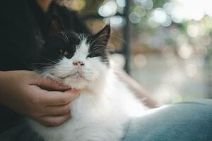 mano bambino graffi il mento di persiano gatto dire bugie su il suo giro. foto