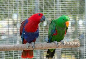 rosso e verde sole conure pappagallo mangiare alimentazione su ramo, animale domestico e animale foto