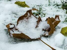 avvicinamento di le foglie su il primo neve nel nuvoloso tempo atmosferico. parco nel autunno. foto