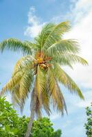 palma albero e altro pianta nel tropicale pioggia foresta lautoka, fiji foto