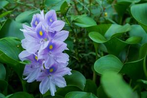 acqua giacinto fiore. vicino su colorato giglio fiore nel natura foto