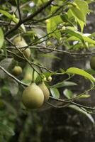 Noce moscata sospeso su albero. miristica o miristica fragrans foto