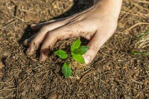 mani piantare giovane verde pianta. assunzione cura di natura. foto