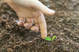 mani piantare giovane verde pianta. assunzione cura di natura. foto