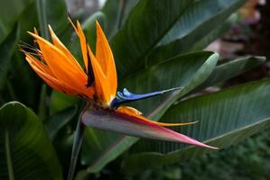 bellissimo uccello di Paradiso fiore strelitzia reginae con verde le foglie sfondo nel tropicale giardino foto