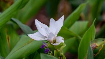 siam tulipano fioritura nel il giardino foto