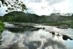 un' fiume in esecuzione attraverso un' lussureggiante verde foresta foto