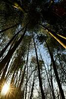 il sole brilla attraverso il alberi nel un' foresta foto