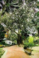 un' parco con un' grande albero nel il mezzo di esso foto