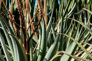 un' vicino su di un Agave pianta con molti le foglie foto