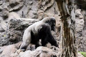 un' gorilla è a piedi su rocce nel un allegato foto