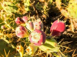 un' cactus pianta con rosa fiori e piccolo verde le foglie foto