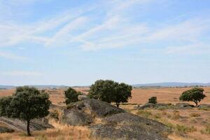 il paesaggio è asciutto e roccioso con alberi foto