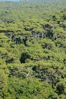 una foresta di pini foto