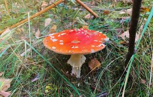 avvicinamento di un' luminosa, bellissimo amanita fungo nel il foresta foto