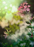 ai generato fiori con bokeh effetto, le foglie con bokeh effetto, fiori, foglie, impianti, effetti, bokeh foto