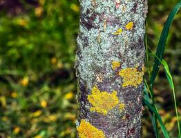 caragana arborescens, il pianto siberiano pisello albero albero tronco. struttura. sfondo. foto