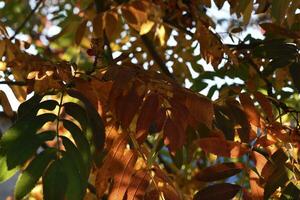 giallo-verde-rosso le foglie di montagna cenere nel autunno nel il raggi di il ambientazione sole. bellissimo colorato autunno le foglie. foto