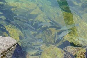 un' gruppo di pesce nuoto nel il acqua vicino rocce foto