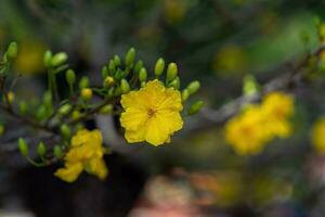 hoa Mai albero - ochna intero fiore, tradizionale lunare nuovo anno - tet vacanza nel Vietnam. albicocca fioritura luminosa giallo fiori nel il primavera giardino. foto